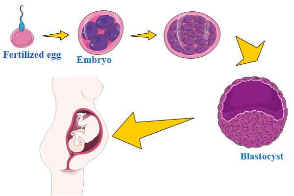 昆明三大供卵试管医院,未成熟卵母细胞获取及其IVM培养，IVM已应用于试管婴儿